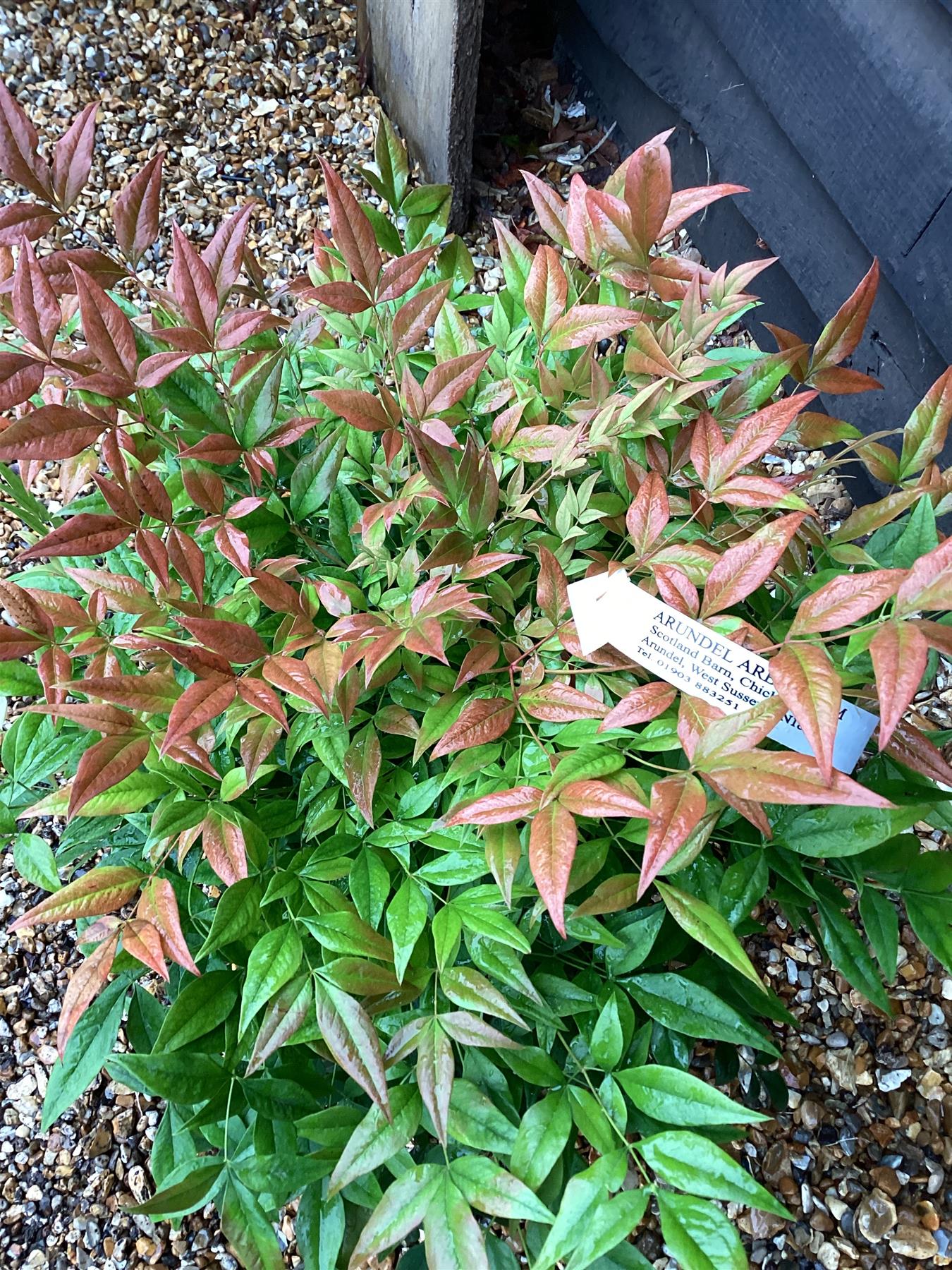 Nandina domestica 'Gulf Stream' | Heavenly Bamboo - Shrub - Height 40-60cm - 7lt