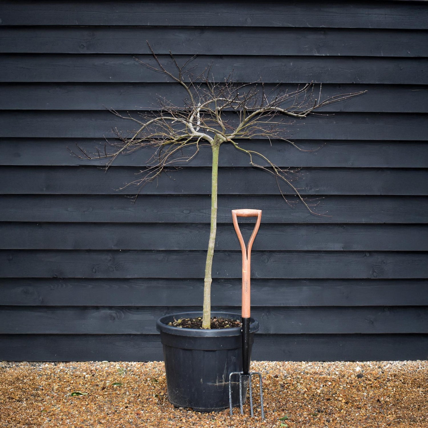 Acer palmatum 'Inaba-shidare' | Japanese maple - Clear Stem 80cm - Height 120-140cm - 55lt