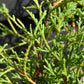 Chamaecyparis pisifera 'Filifera Nana' Sawara Cypress - Width 40-45cm - Height 20-30cm - 5lt