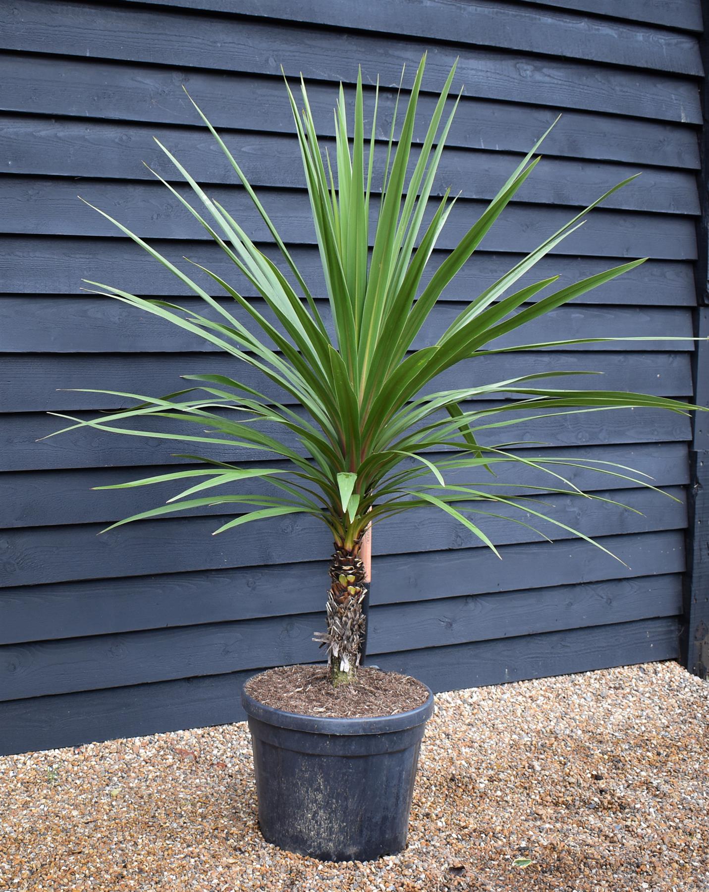 Cordyline australis Peko | Peko - Height 110-130cm - 45lt