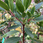 Arbutus unedo | Strawberry Tree - 70-100cm, 15lt