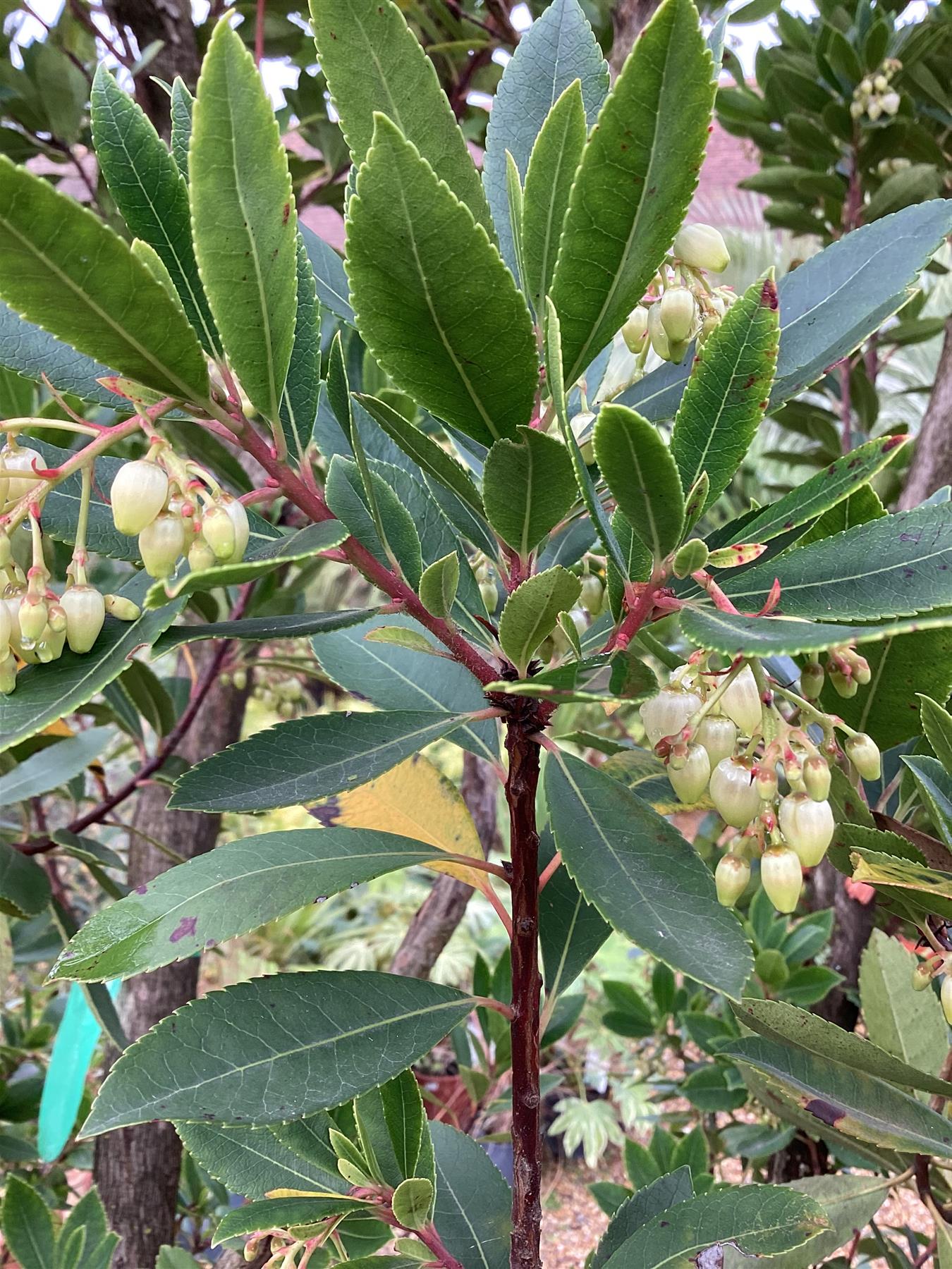 Arbutus unedo | Strawberry Tree - 70-100cm, 15lt