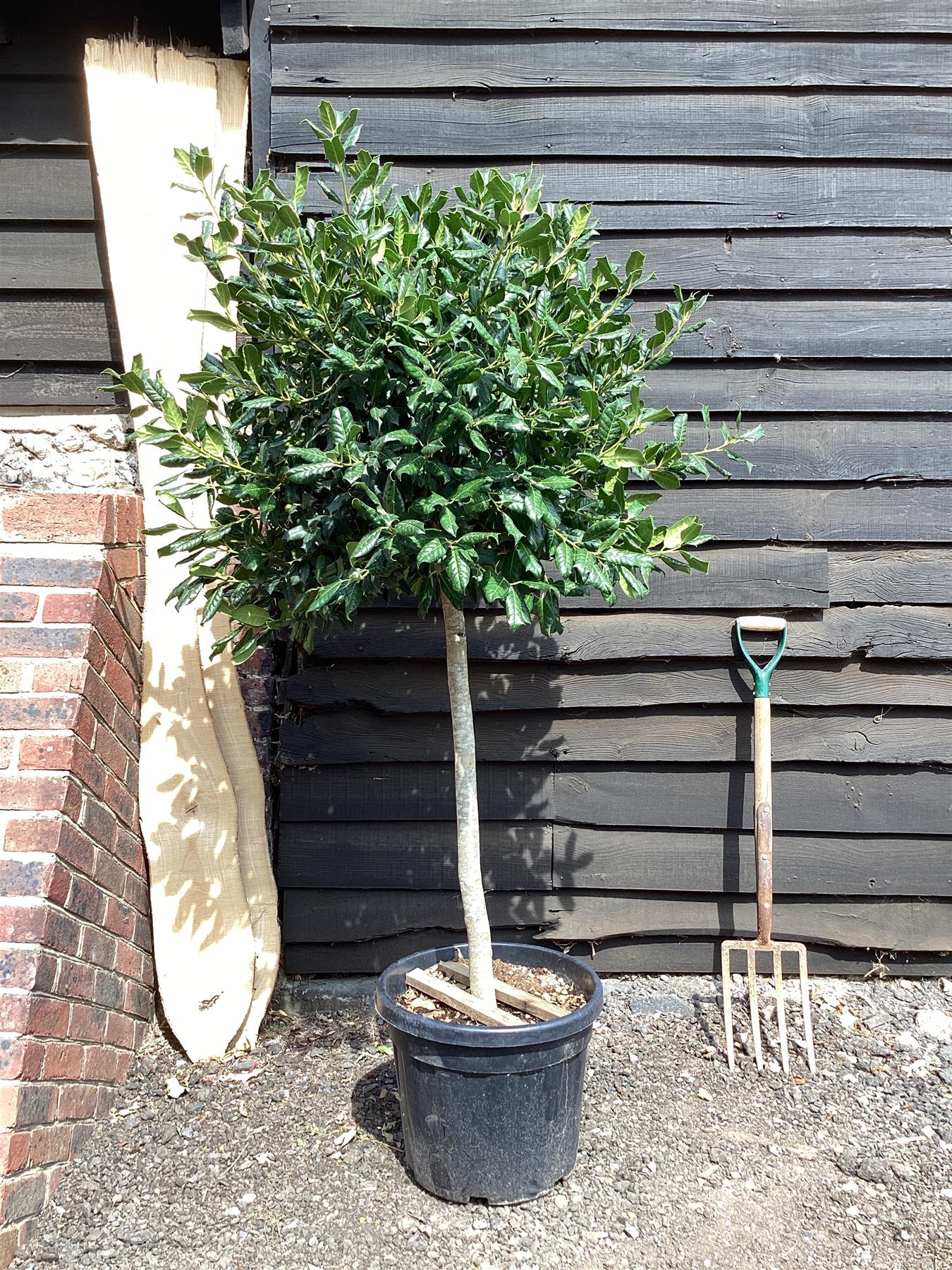 Ilex 'Nellie R. Stevens' | Holly 'Nellie R. Stevens' - 1/2 std Clear Stem - 50-60cm, 25lt