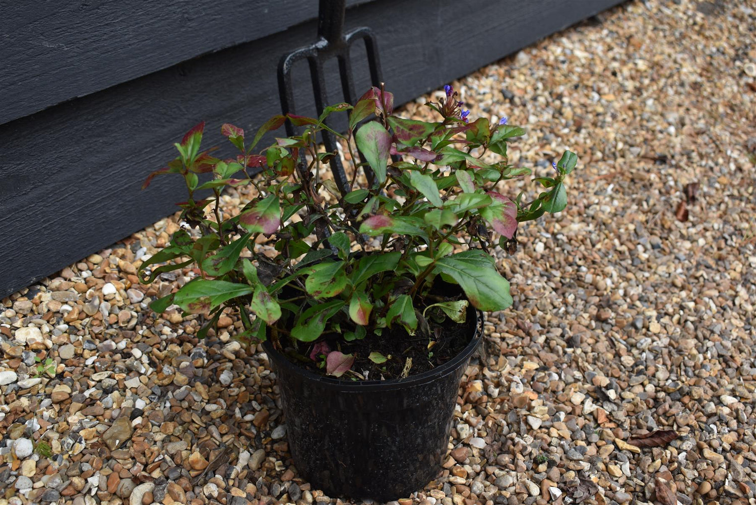 Hardy Blue-Flowered Leadwort | Ceratostigma plumbaginoides - Height Width 15-25cm - 2lt