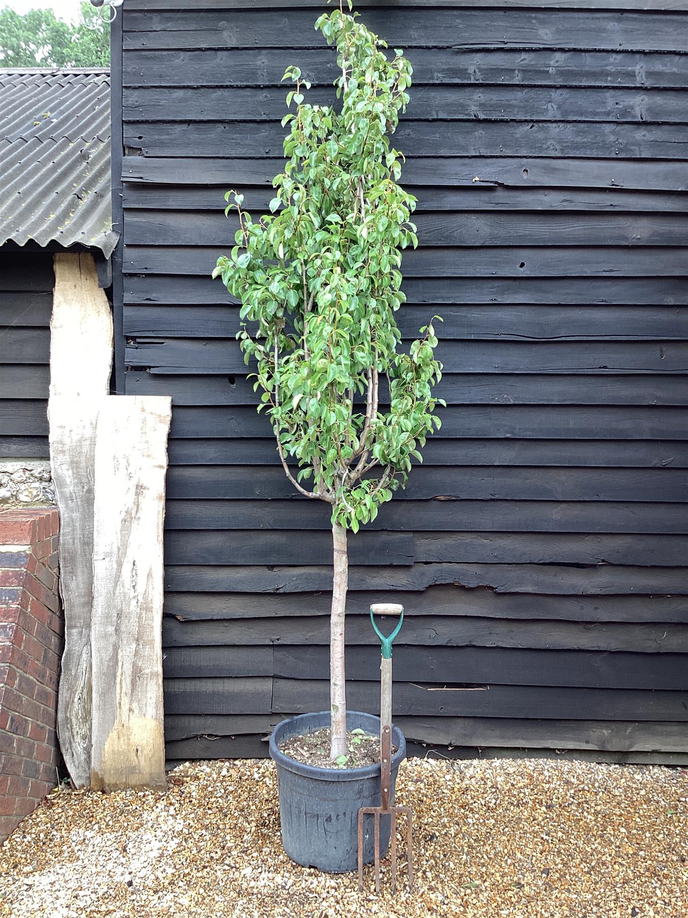 Pear Conference | Pyrus communis - 300-320cm, 90lt