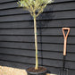 Olive Tree | Olea Europea - Clear Stem - Half Standard - Height 120-130cm - 30lt