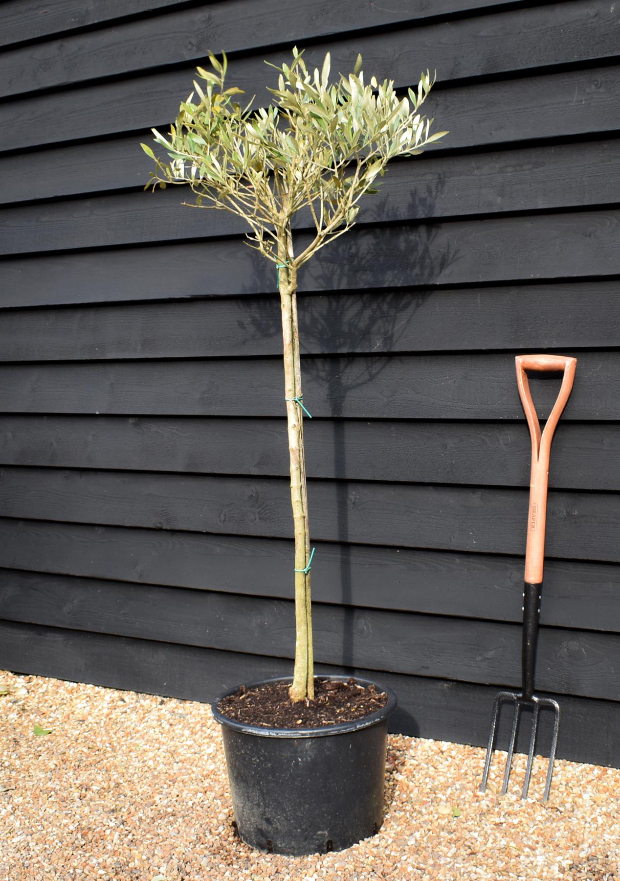 Olive Tree | Olea Europea - Clear Stem - Half Standard - Height 120-130cm - 30lt