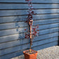 Japanese maple 'Red Emperor' | Acer palmatum - Height 130-150cm - 18-20lt