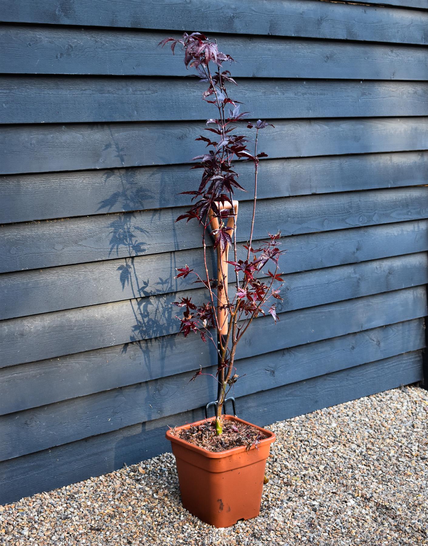 Japanese maple 'Red Emperor' | Acer palmatum - Height 130-150cm - 18-20lt