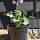 Plantain Lily 'Blue Mouse Ears' - 10-20cm, 2lt