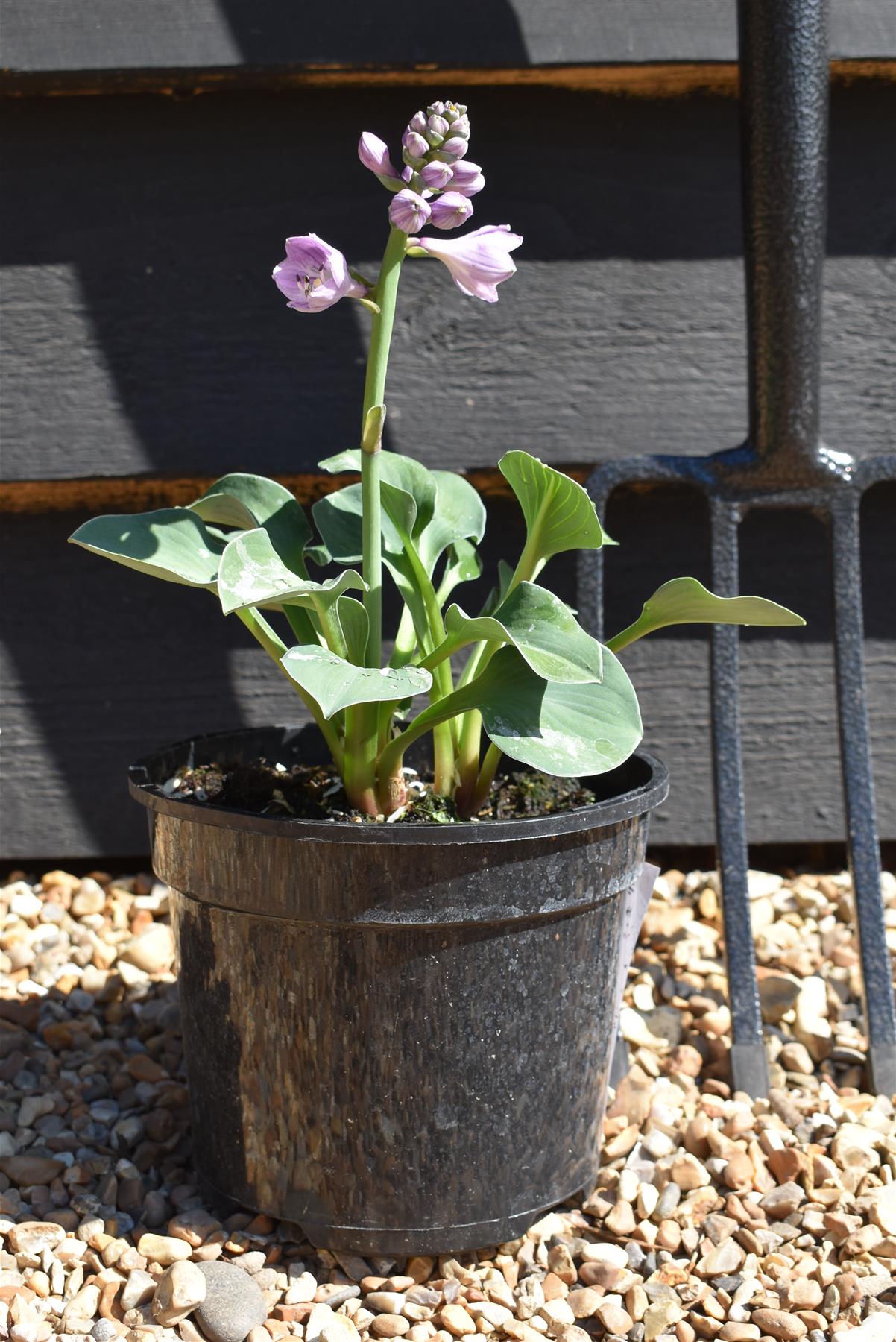 Plantain Lily 'Blue Mouse Ears' - 10-20cm, 2lt