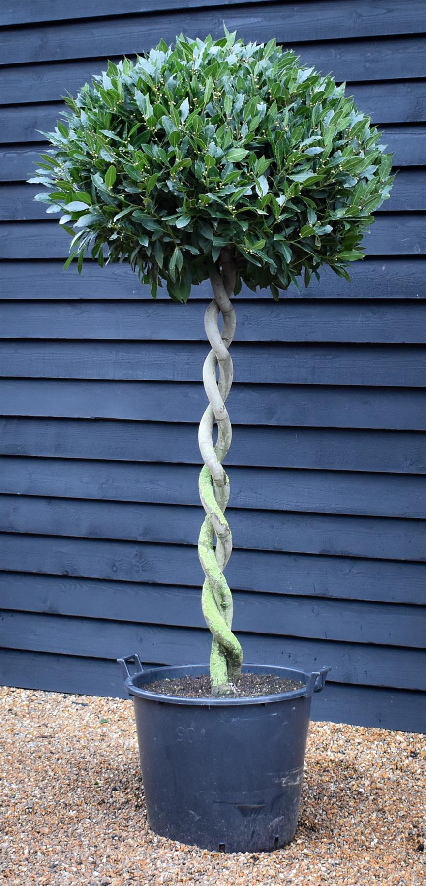 Laurus nobilis - Double Spiral - Standard - Height 180cm - Stem Height 110cm - Crown Width 80cm - 90lt