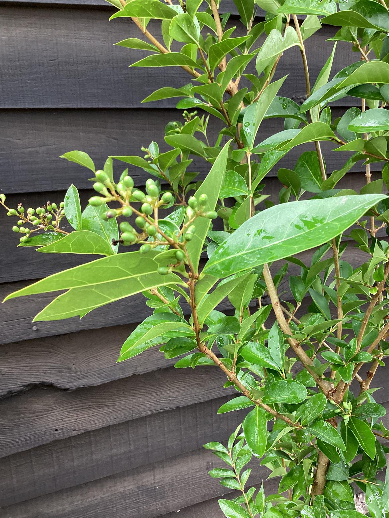 Ligustrum ovalifolium | Golden Privet - 150-200cm, 12lt