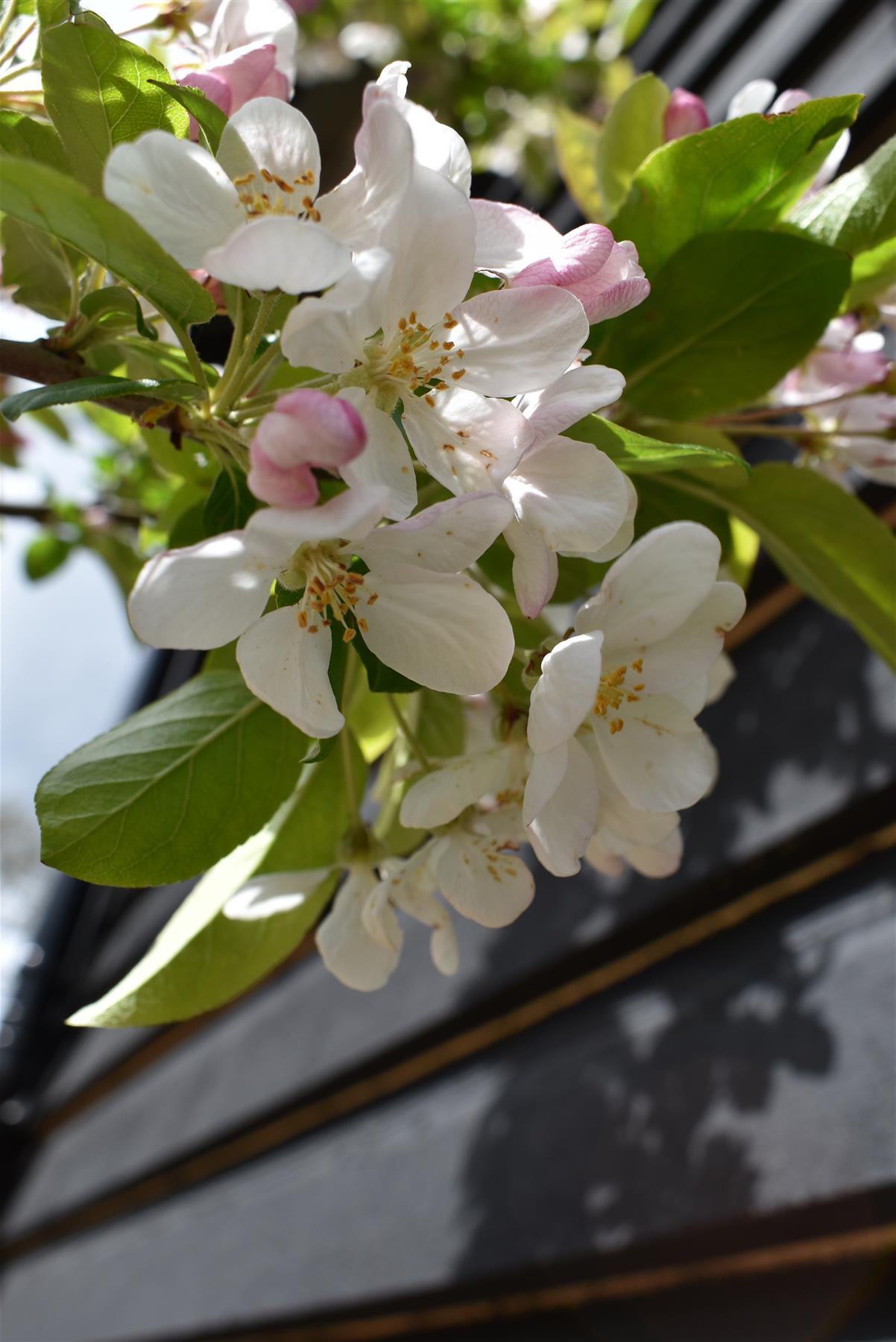 Malus Red Sentinel | Crab Apple - Girth 8-10cm - Height 310-330cm - 75lt