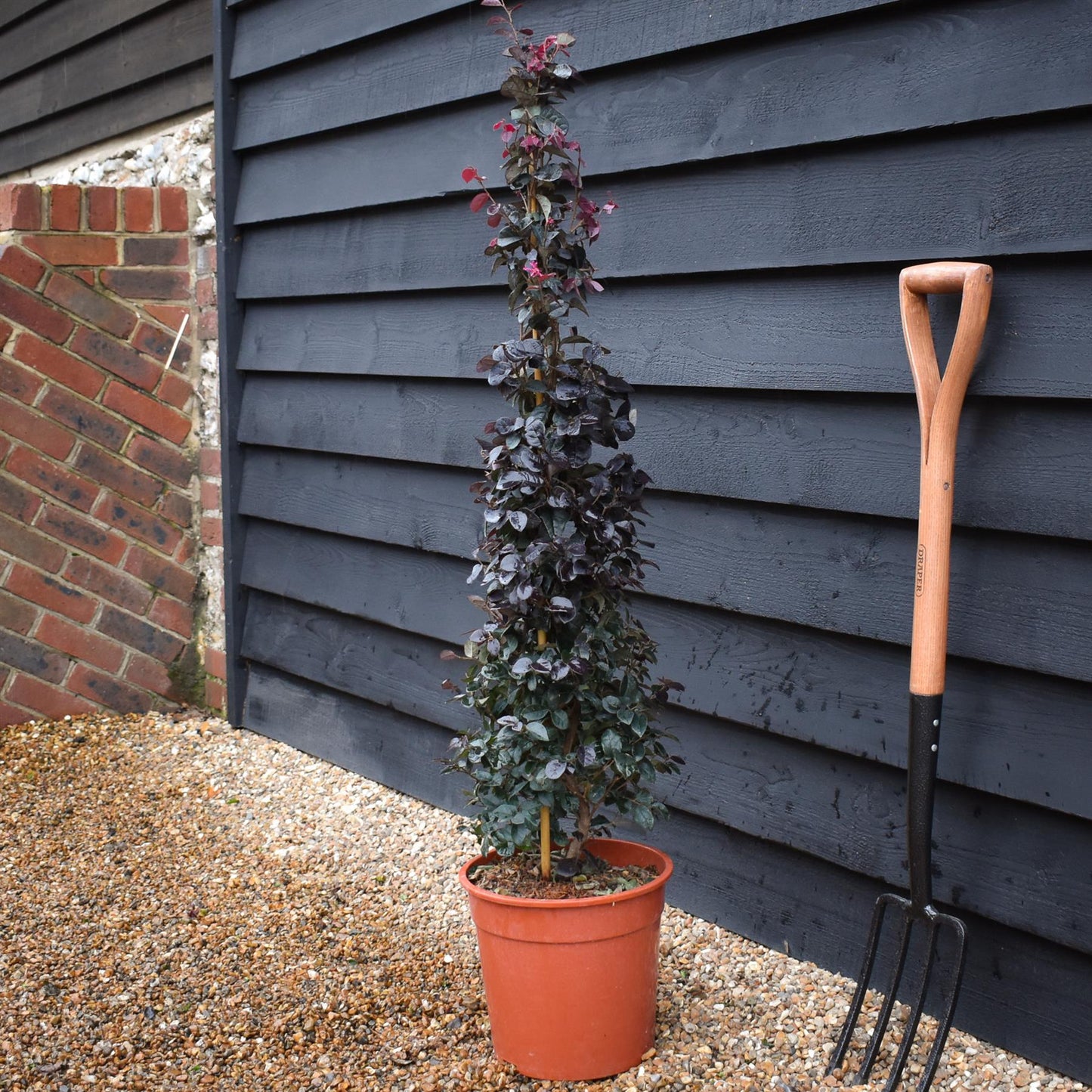 Loropetalum Fede | Chinese Fringe Flower - Pyramid - Height 90-110cm - 9lt