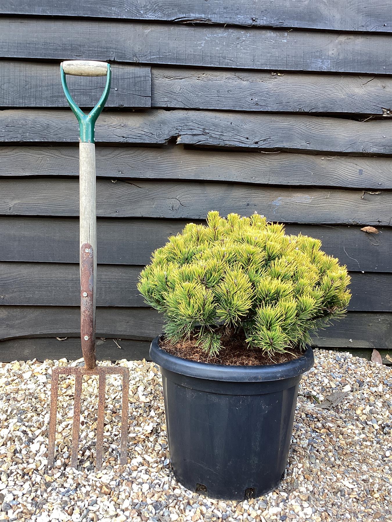 Pinus mugo 'Carsten's Wintergold' - Height 75cm - Width 40-50cm - 25lt