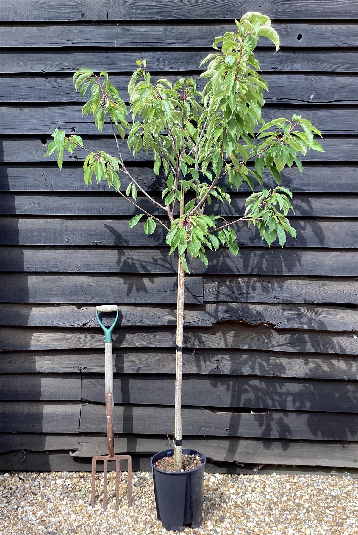 Prunus avium 'Early Rivers' | Cherry 'Early Rivers' - Height 150-160cm - 25lt