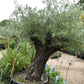 Olive Tree | Olea Europea 1/2 Standard 107cm girth - 225-235cm, 240lt