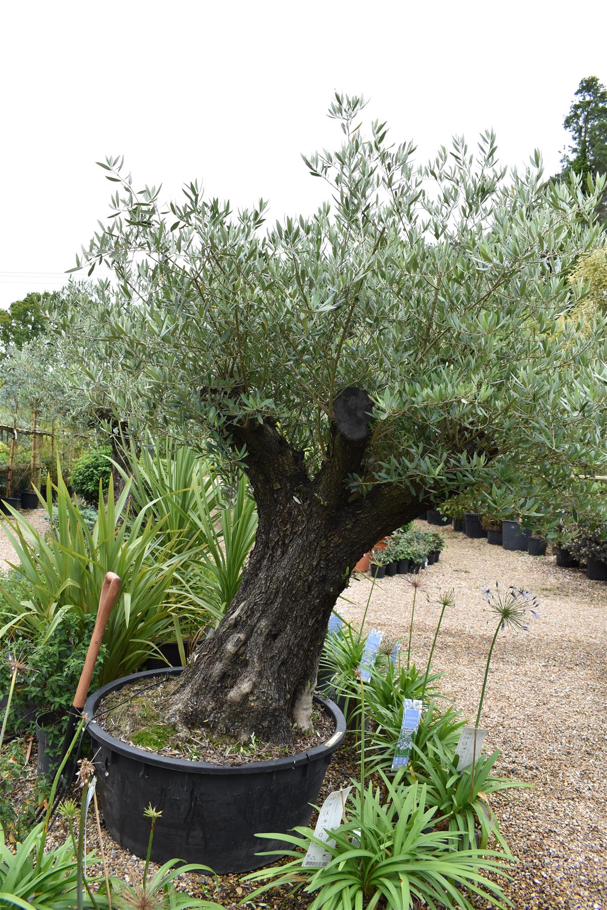 Olive Tree | Olea Europea 1/2 Standard 107cm girth - 225-235cm, 240lt