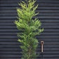 Cupressocyparis leylandii 'Castlewellan Gold' - 200-220cm - 35lt