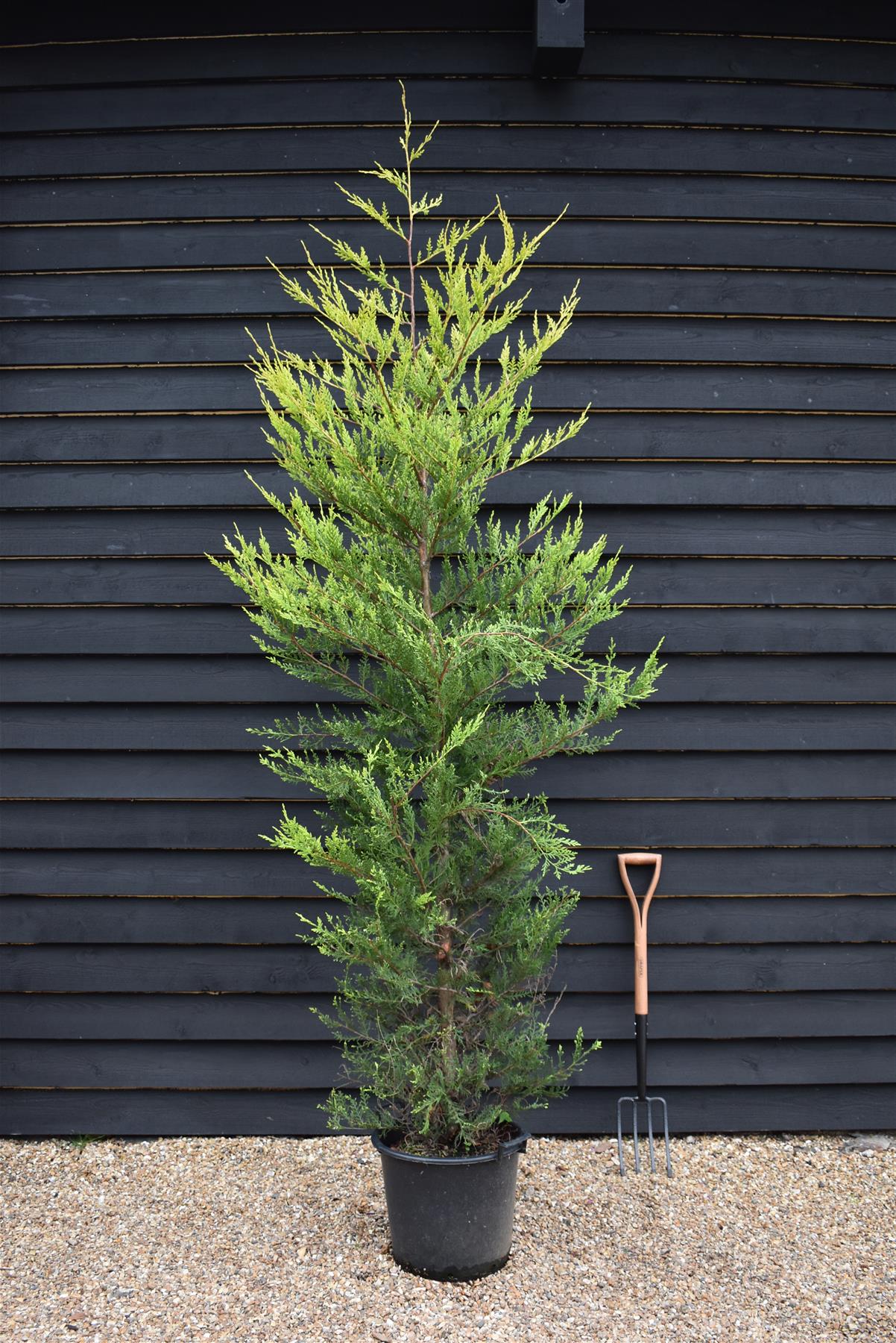 Cupressocyparis leylandii 'Castlewellan Gold' - 200-220cm - 35lt