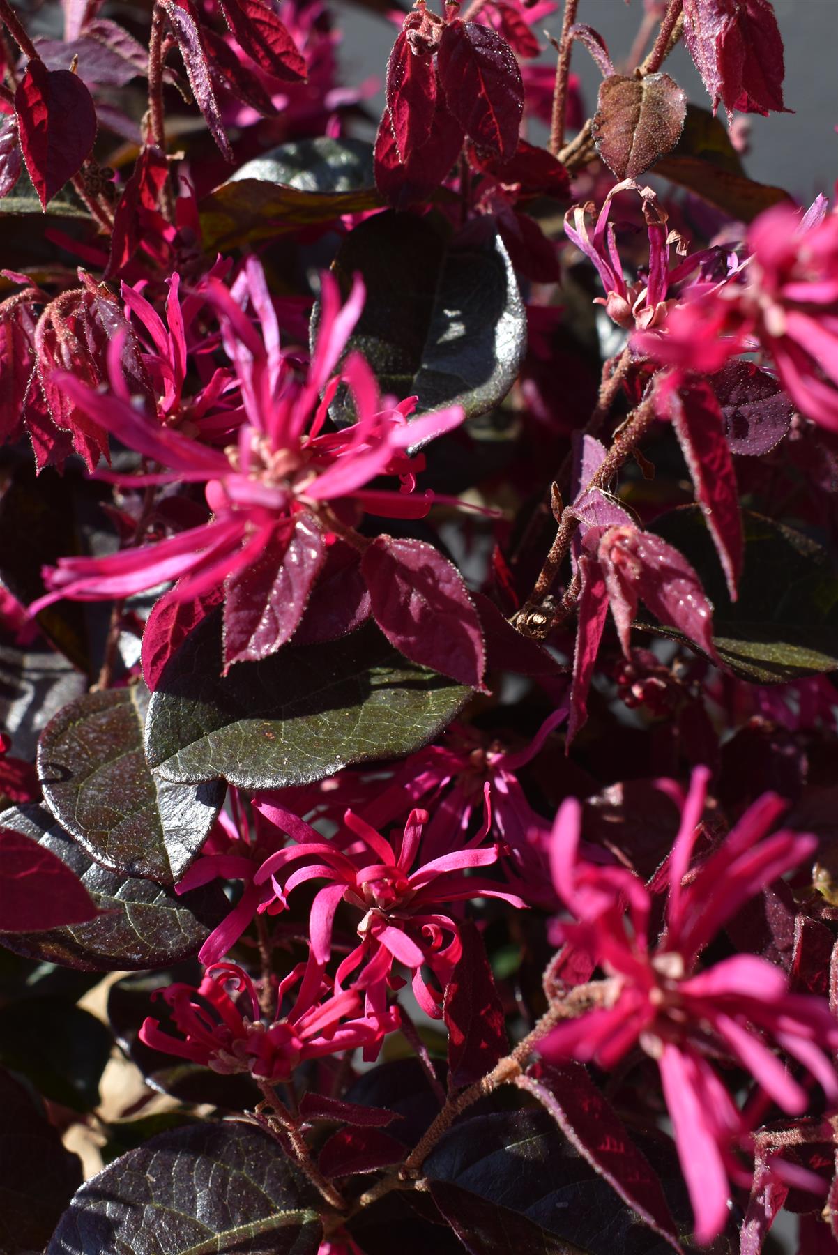 Loropetalum Fede | Chinese Fringe Flower - Ministem 50cm - Height 100cm - 7lt