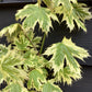 Acer Platanoides 'Drummondii' | Norway Maple - Height 180-200cm - 12lt