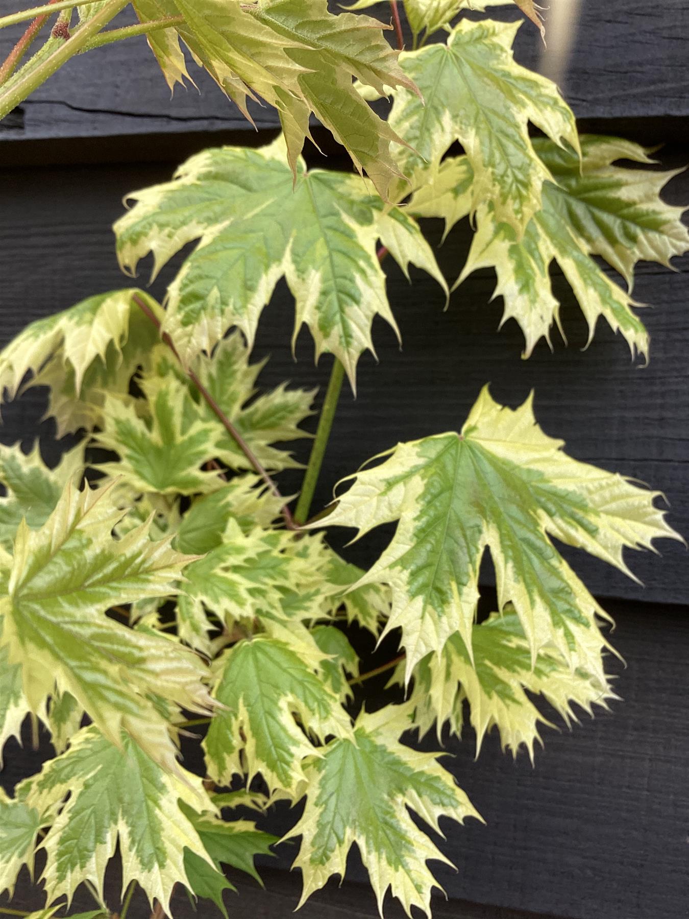 Acer Platanoides 'Drummondii' | Norway Maple - Height 180-200cm - 12lt