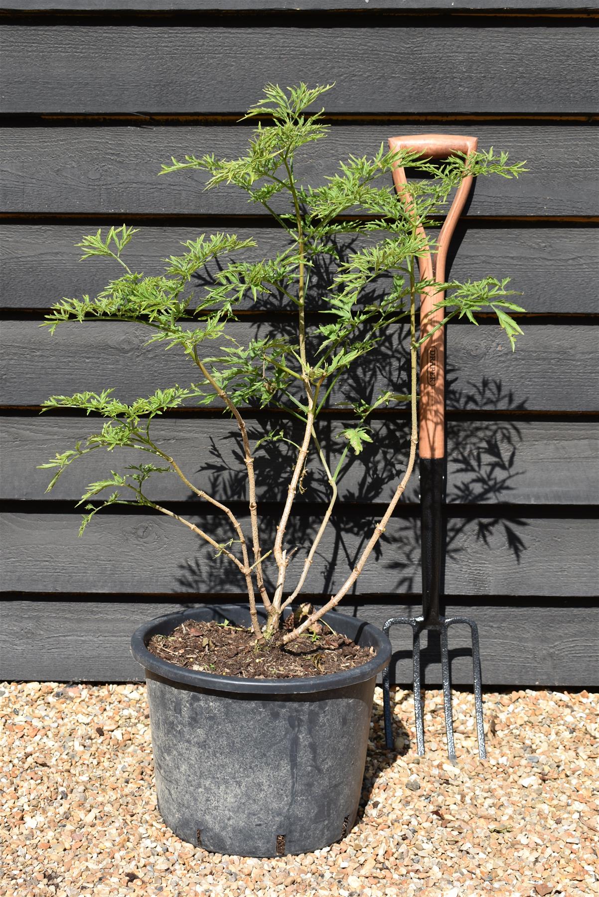 Sambucus Golden Tower - Shrub - 60-90cm - 20lt