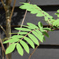 Sorbus aucuparia Cardinal Royal | Mountian Ash - 160-180cm - 12lt