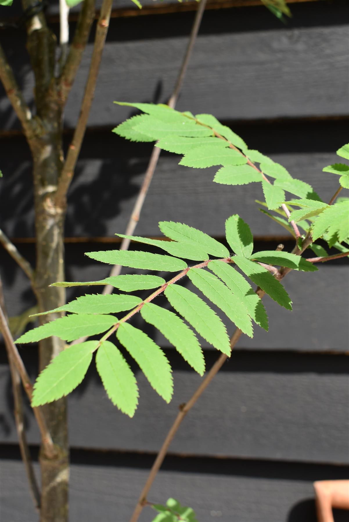 Sorbus aucuparia Cardinal Royal | Mountian Ash - 160-180cm - 12lt