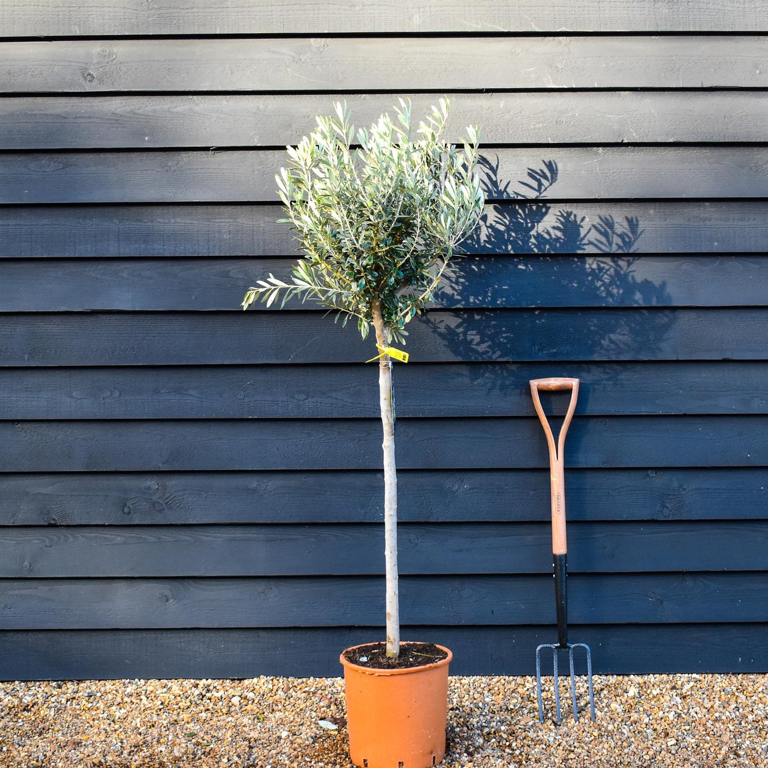 Olive Tree | Olea Europea - Half Standard - Height 120-130cm - 20lt