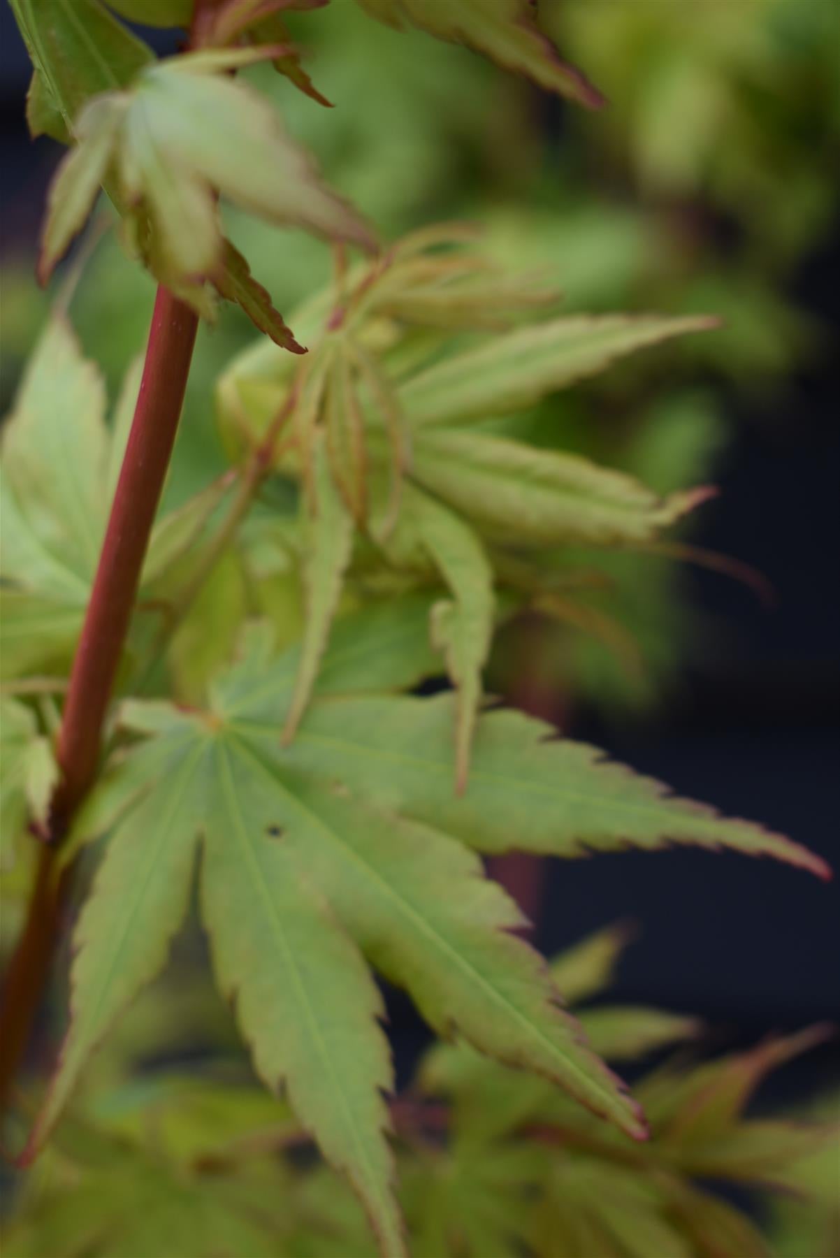 Acer palmatum 'Sango-kaku' | Red Bark Maple - 130-140cm - 15lt