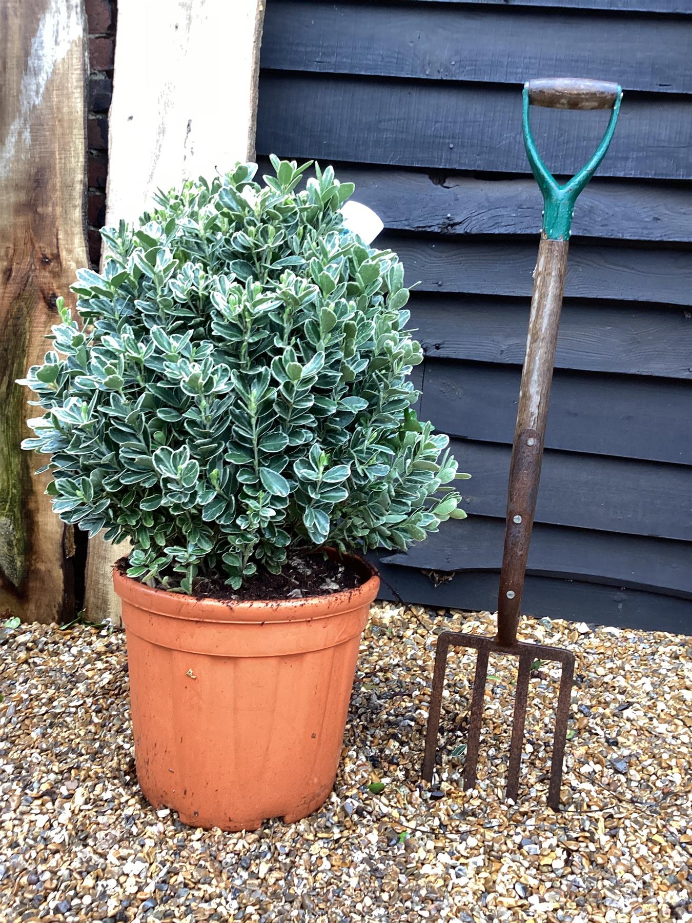 Euonymus Japonicus 'Aureomarginatus' - 60-80cm - 25lt