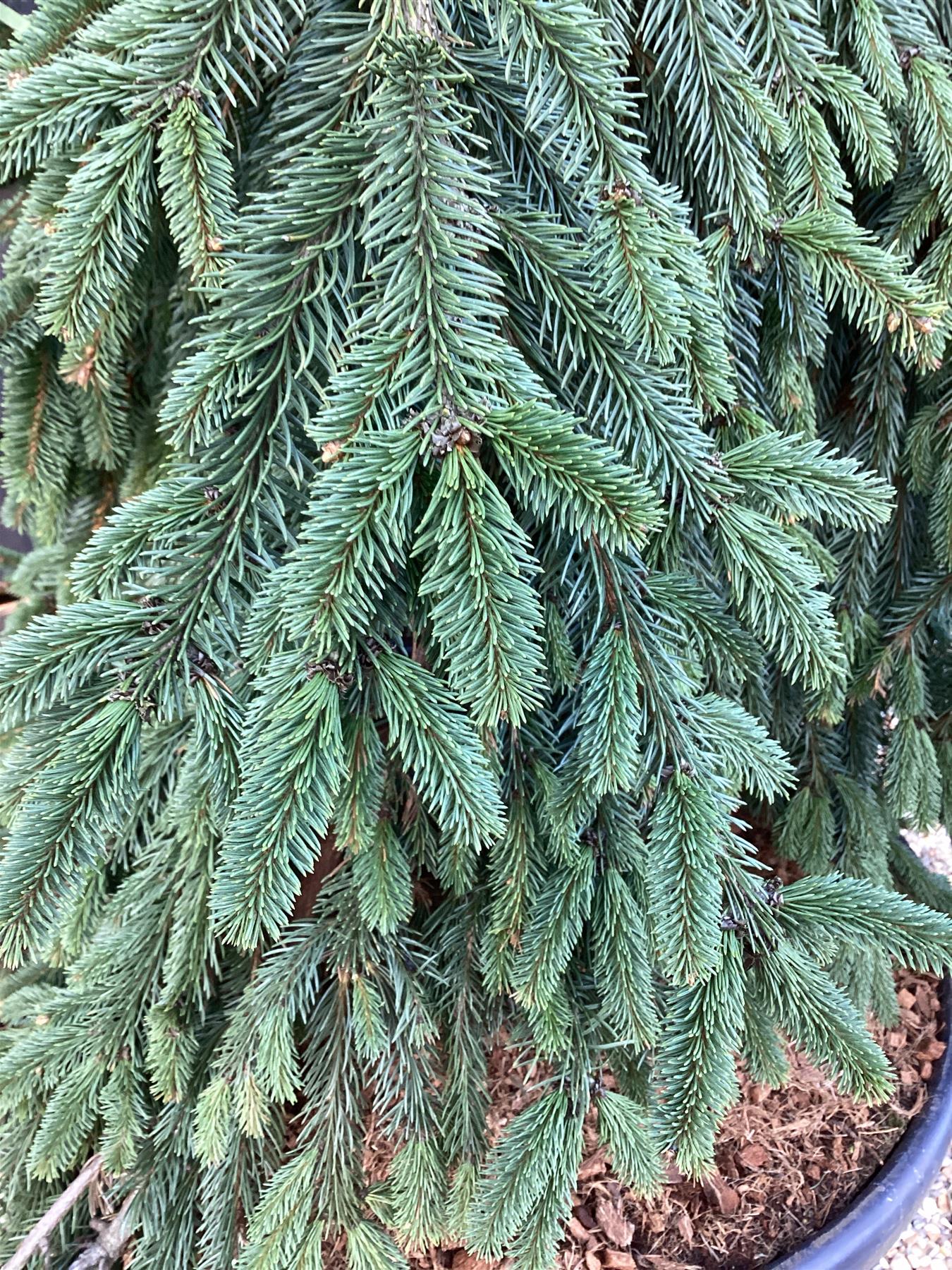 Picea abies 'Inversa' | Norway spruce 'Inversa' - Height 130cm - 130lt