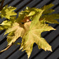 Acer pseudoplatanus 'Brilliantissimum' | Shrimp-Leaved Sycamore - 120-180cm, 10lt