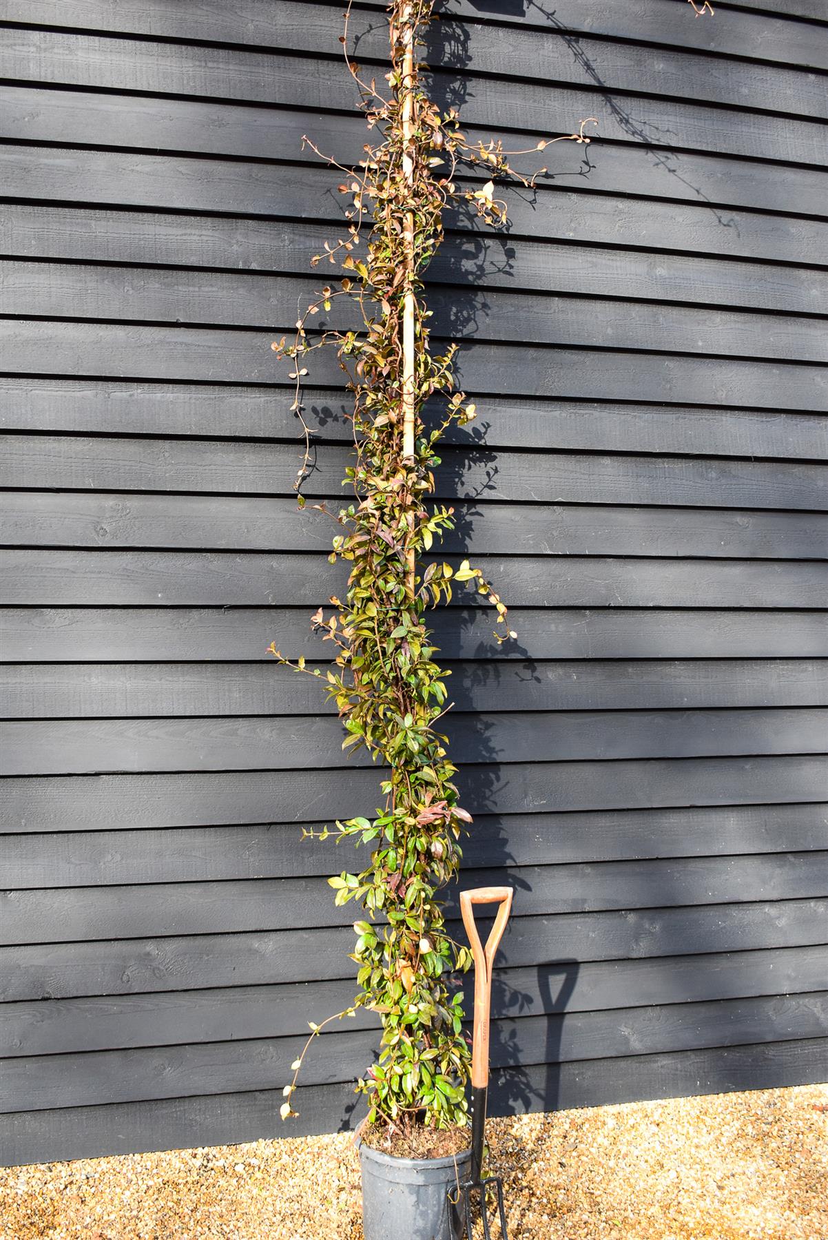 Trachelospermum jasminoides | Star Jasmine - Cane - 300-320cm - 30lt