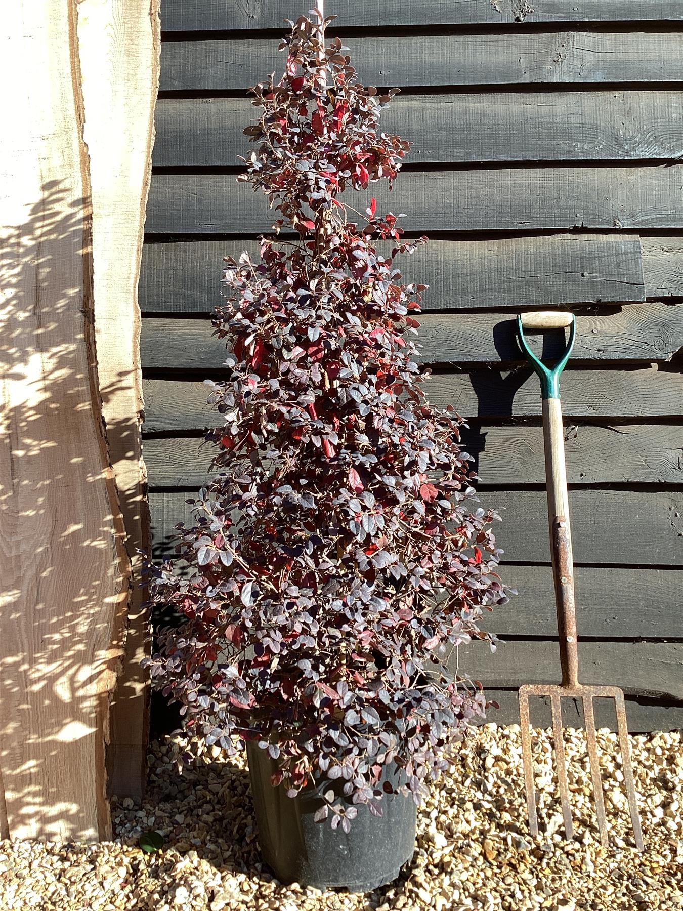 Loropetalum chinense Black Pearl - Pyramid - 140-150cm, 20lt