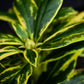 Rhododendron 'Golden Green Gift' - Shrub - Height 50-70cm - 10lt