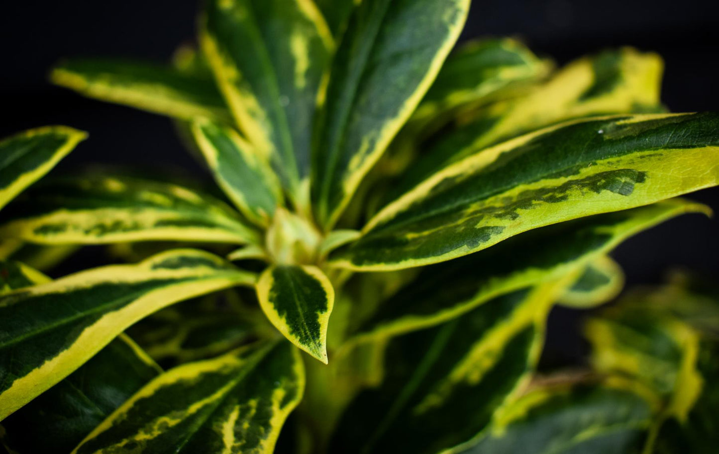 Rhododendron 'Golden Green Gift' - Shrub - Height 50-70cm - 10lt