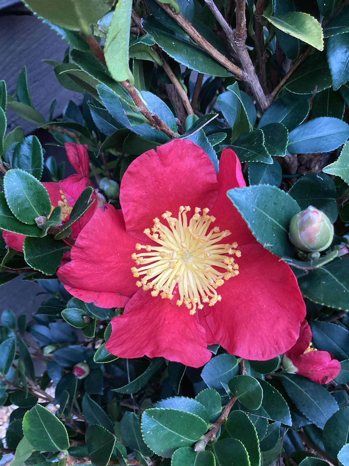 Camellia sasanqua - Bush - Large Shrub - Red - Yuletide - Height 140cm - Width 60cm - 55lt