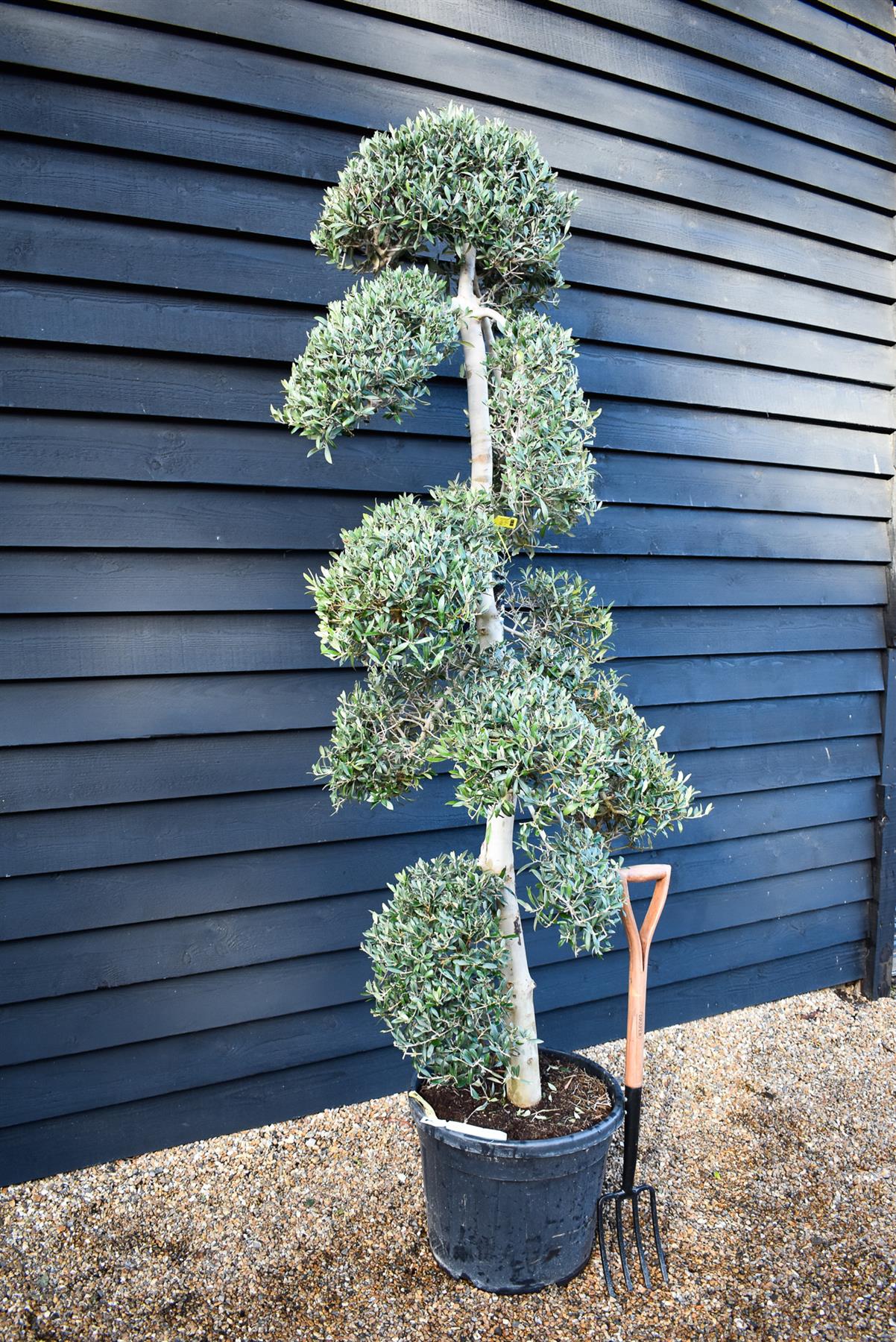 Olive Tree | Olea Europea - Cloud - Height 220-230 cm - 50lt