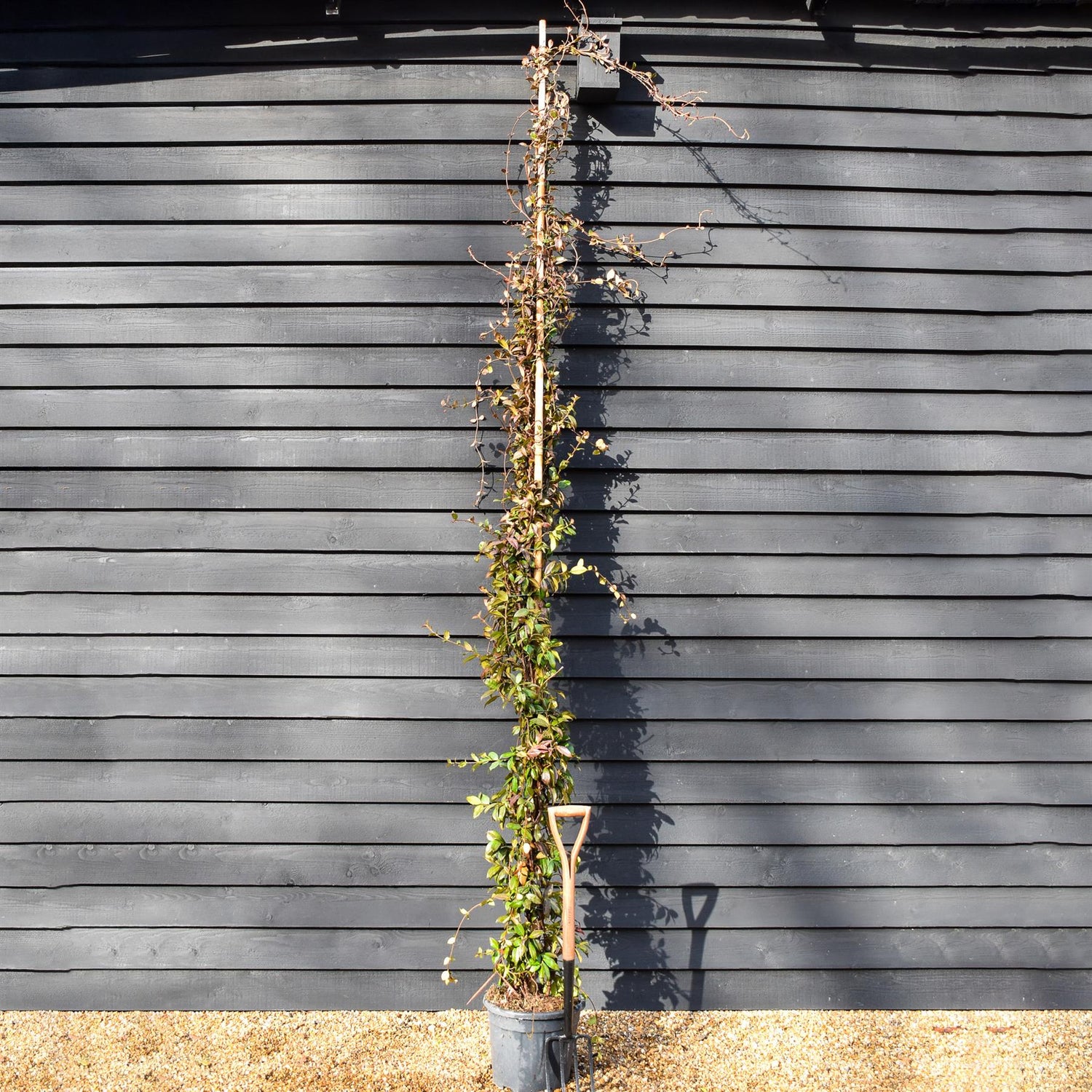 Trachelospermum jasminoides | Star Jasmine - Cane - 300-320cm - 30lt