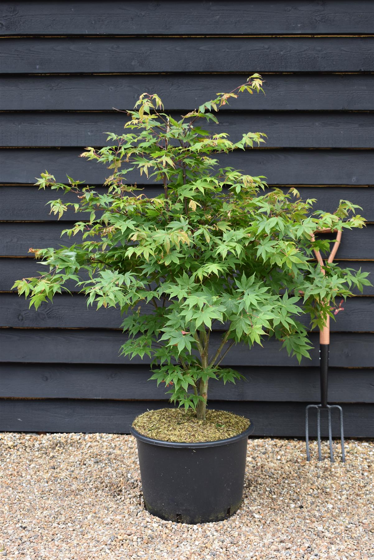 Acer palmatum 'Osakazuki' | Japanese Maple - Bushy - 240-260cm - 35lt