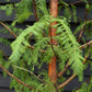 Metasequoia glyptostroboides | Dawn Redwood - Height 270-290cm - 30lt