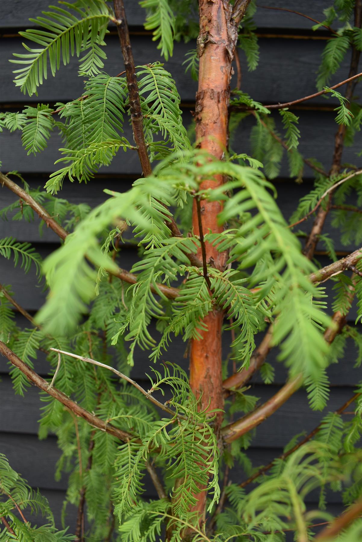 Metasequoia glyptostroboides | Dawn Redwood - Height 270-290cm - 30lt