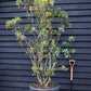 Arbutus Unedo | Strawberry Tree - Multistem - 260cm, 130lt