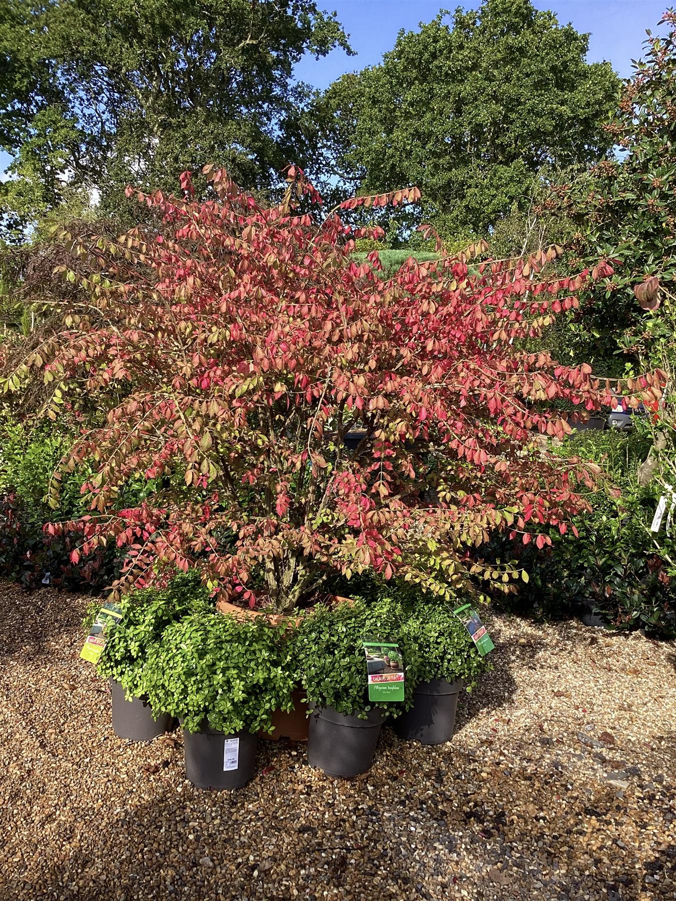 Euonymus alatus | Winged Spindle Tree - 100-125cm, 70lt