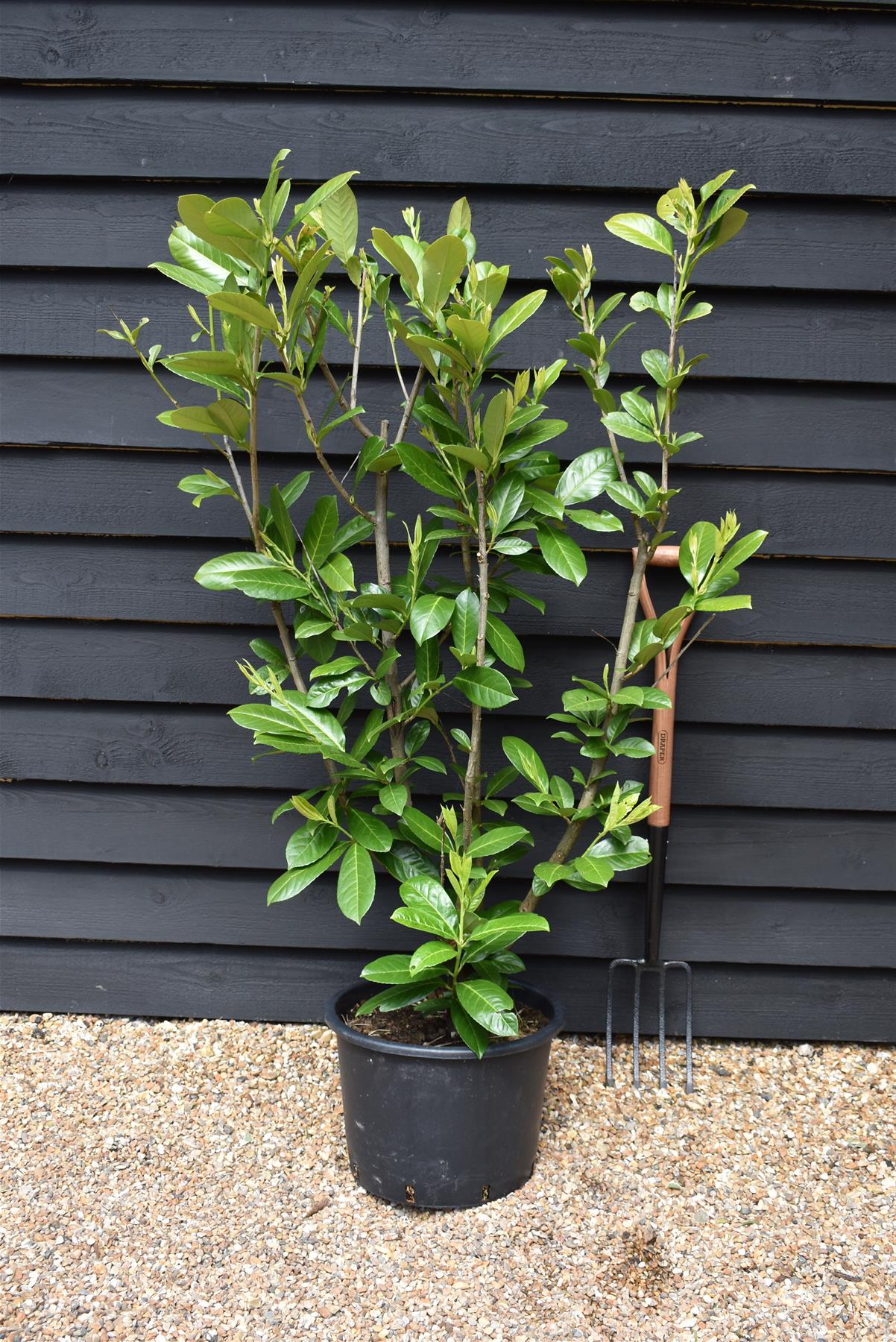 Cherry Laurel  Prunus laurocerasus Rotundifolia  - Instant Hedging - Pot Grown - Height 150-170cm - 20lt