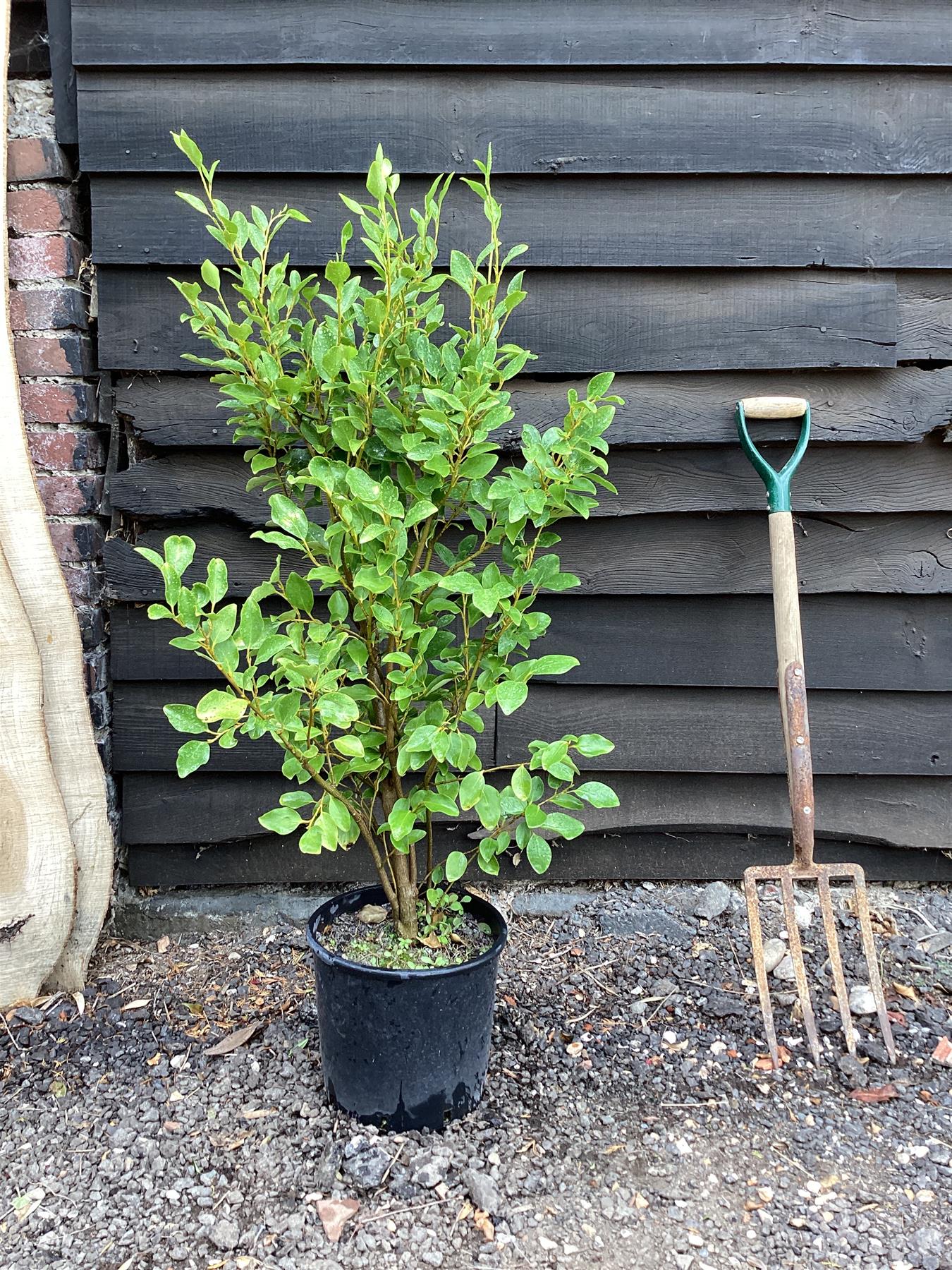 Griselinia littoralis | New Zealand Broadleaf - 90-100cm, 10lt